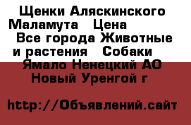 Щенки Аляскинского Маламута › Цена ­ 10 000 - Все города Животные и растения » Собаки   . Ямало-Ненецкий АО,Новый Уренгой г.